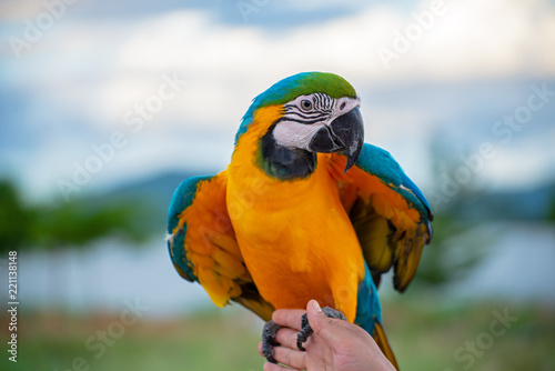 macore bird Beautiful bird parrot playing with pet care on her hands at asia Thailad photo