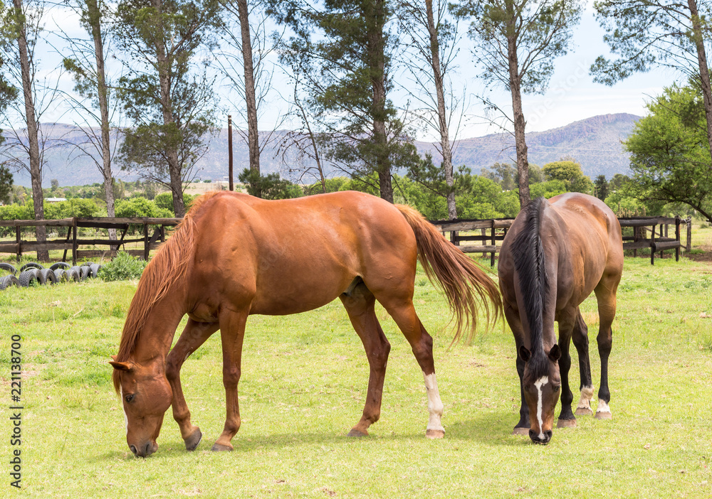 Two brown beautiful horses grazing in farm meadow enclosure Two brown beautiful horses grazing in farm meadow enclosure
