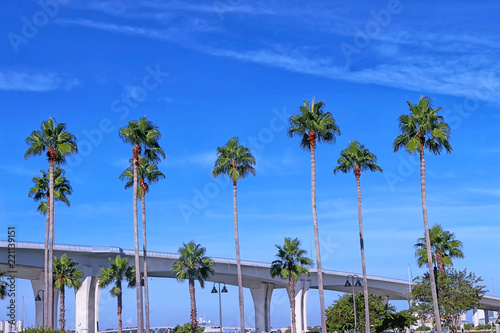 palm trees with the Clearwater Memorial Causeway in the background