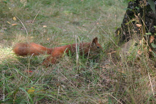 Squirrel © Aleksandra