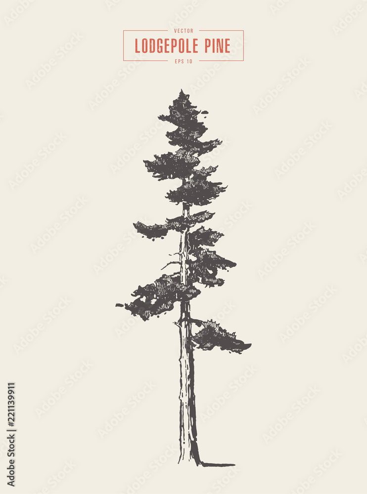 High detail vintage lodgepole pine, drawn, vector