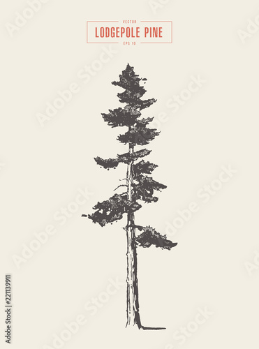 High detail vintage lodgepole pine, drawn, vector