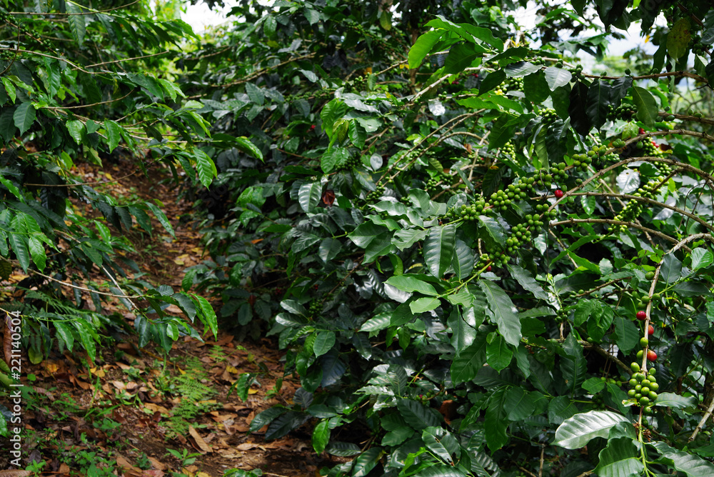 Coffee plantation in Colombia, South America Coffee plantation in Colombia, South America