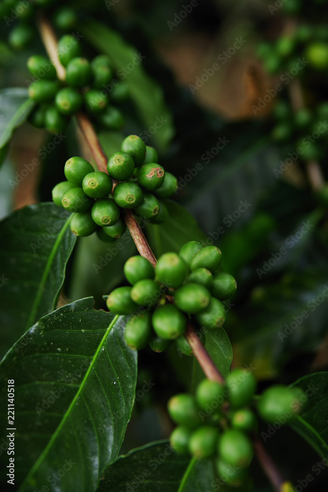 Coffee beans on a branch in Colombia, South America Coffee beans on a branch in Colombia, South America