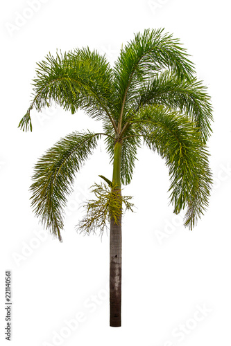 Palm tree isolated on white background. Clipping path included. © Phokin