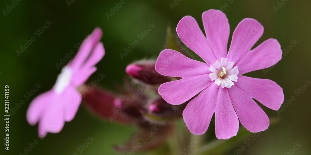 Obraz premium le compagnon rouge