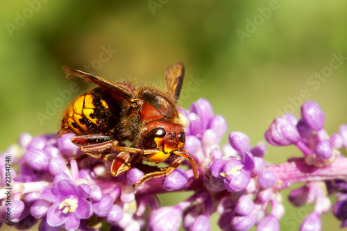 Macro shot of a hornet mimic hoverfly on a flower