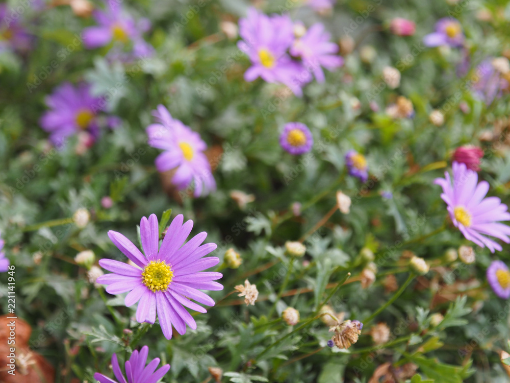 The violet Aster, a flower withe violet petals and yellow center, bloom in the garden in autumn time, blooming flowers. The violet Aster, a flower withe violet petals and yellow center, bloom in the garden in autumn time, blooming flowers.