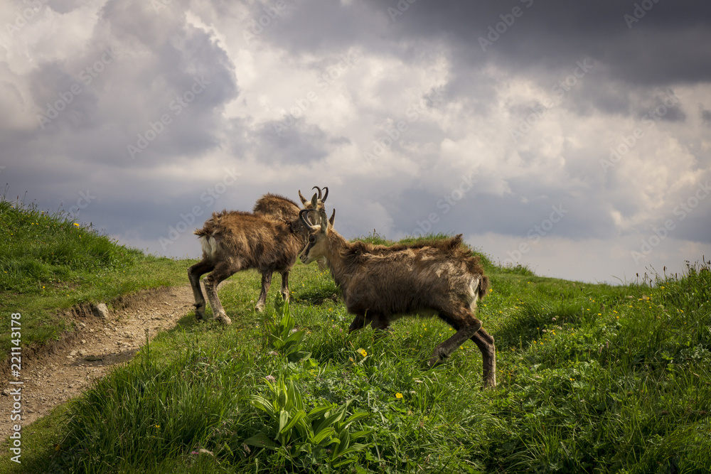 Fototapeta premium Tatra Chamois ( Rupicapra rupicapra tatrica ). Tatra Mountains. Poland.