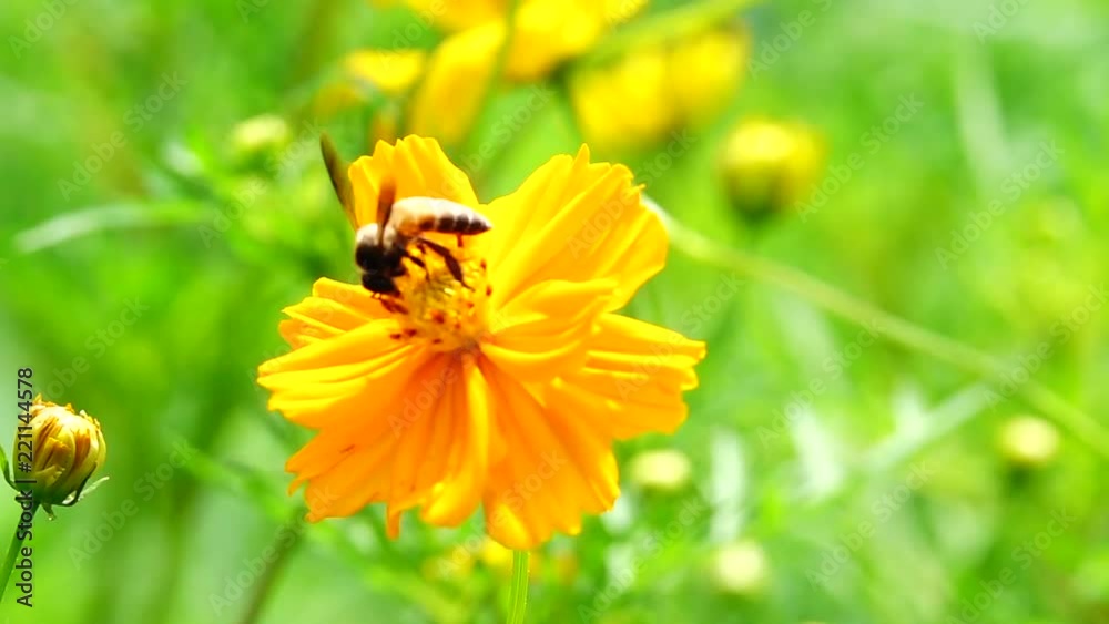 HD 1080p super slow Beautiful yellow mexican aster cosmos bipinnatus cav flower HD 1080p super slow Beautiful yellow mexican aster cosmos bipinnatus cav flower