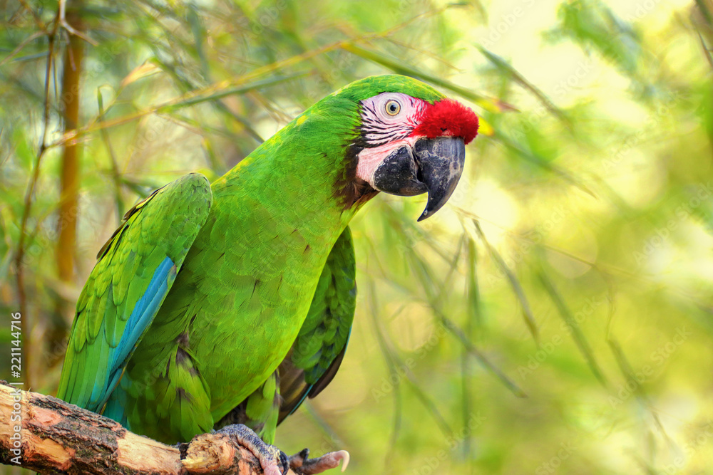 Naklejka premium Great green military macaw (Ara militaris mexicana) portrait