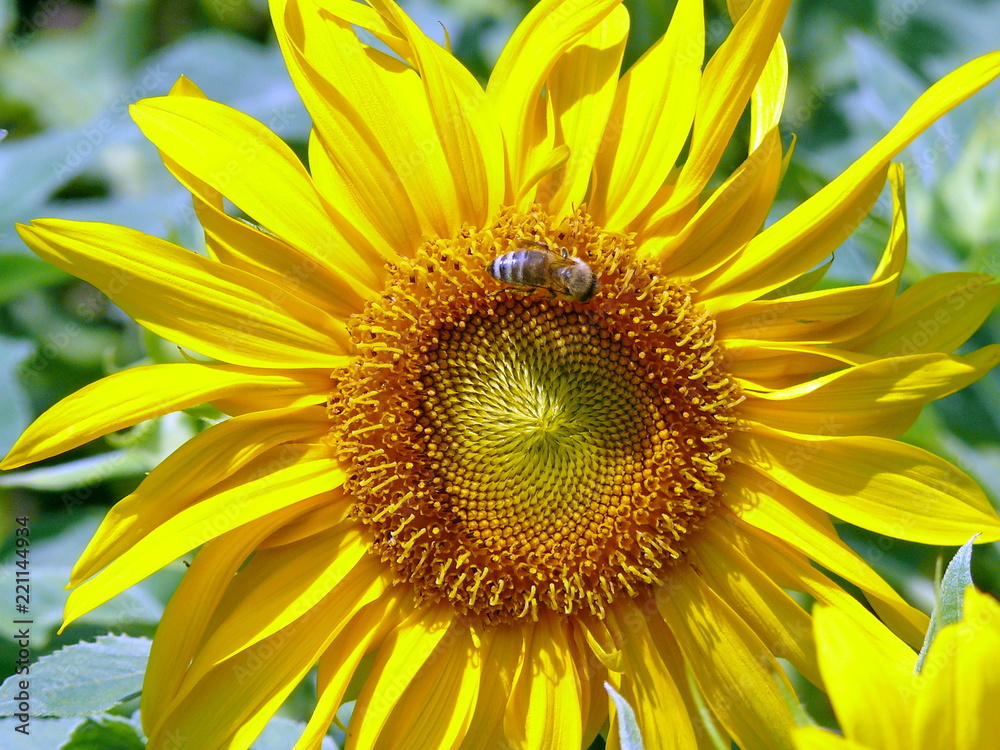 Obraz premium Bee on a flower
