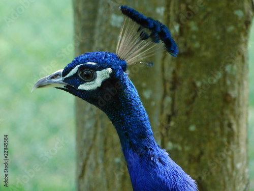 Azul pavoreal con sombrero photo