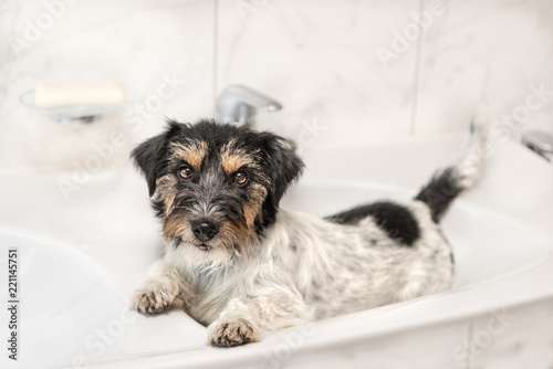 little cute dog lies relaxed in the washbasin - Jack Russell Terrier 2.5 years old