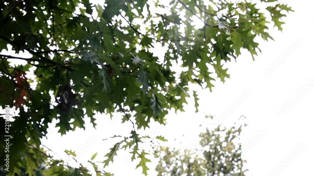 green leaves of trees blowing the wind green leaves of trees blowing the wind