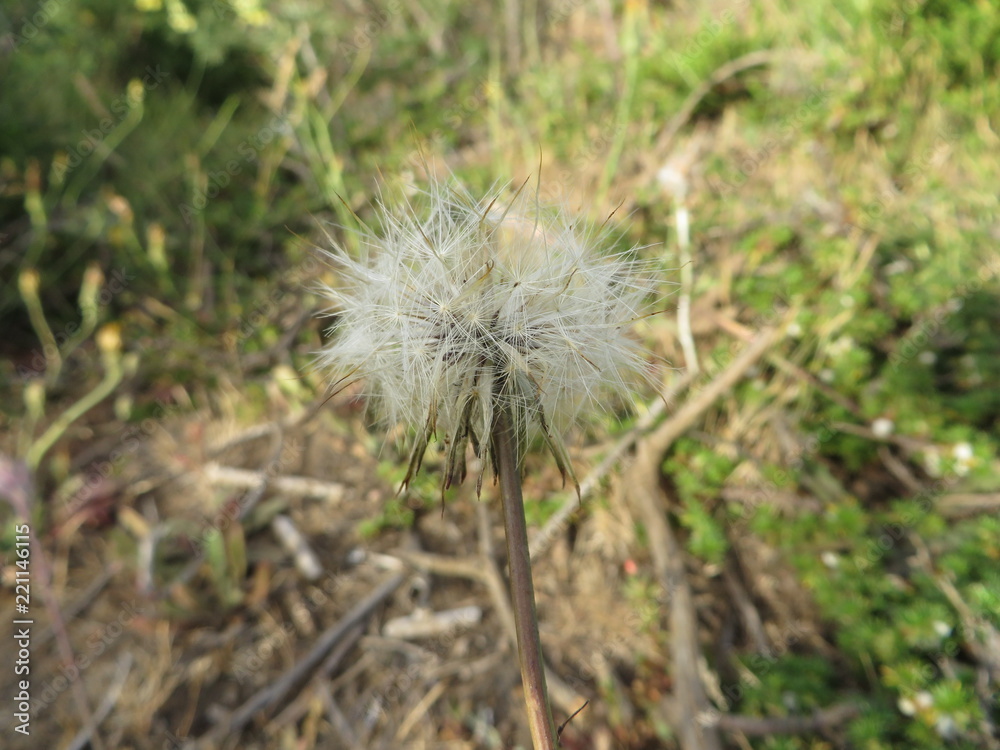 Diente de León 