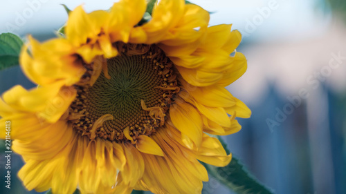 Fototapeta Naklejka Na Ścianę i Meble -  flowering sunflower closeup