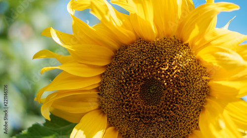 Fototapeta Naklejka Na Ścianę i Meble -  flowering sunflower closeup