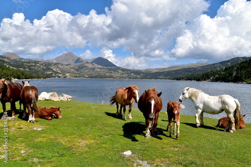 Chevaux au Lac des Bouillouses / Pyrénées Orientales