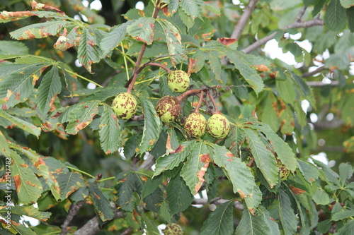 At the end of the summer season American chestnut (Castanea dentate) chestnut fruit shell are starting to turn brown. 

