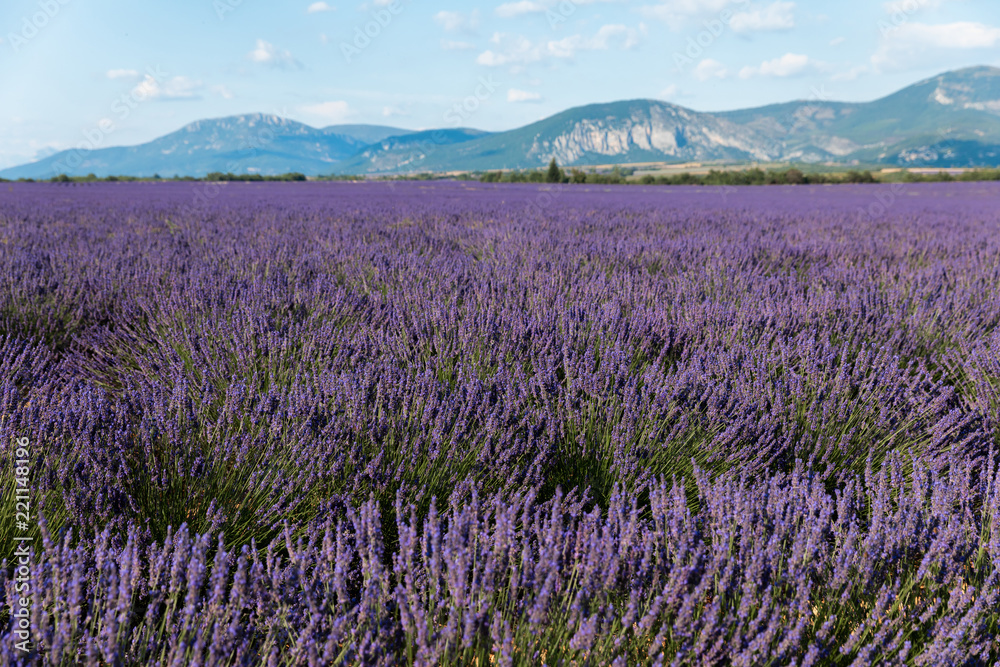 beautiful violet lavender flowers in field in provence, france beautiful violet lavender flowers in field in provence, france