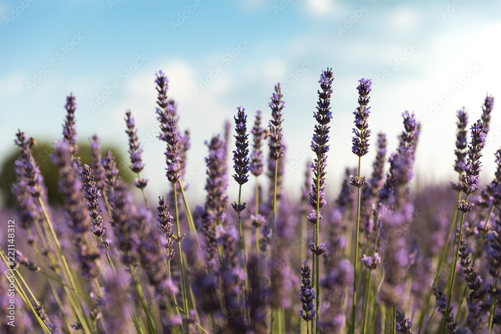 close-up view of beautiful blooming violet lavender flowers