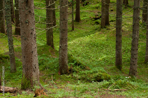 alpine forest of firs