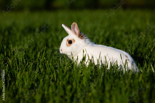 White rabbit walking on green meadow