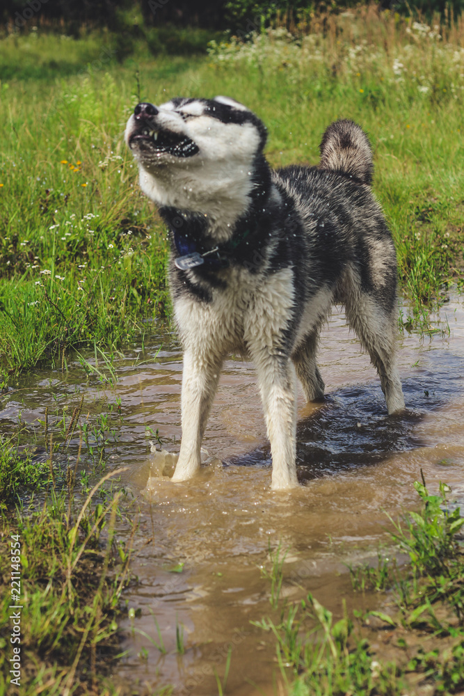 Black and white husky is enjoying, running, hugging in the water, dumb. A sunny day at the lake and in the woods with a dog walk Black and white husky is enjoying, running, hugging in the water, dumb. A sunny day at the lake and in the woods with a dog walk