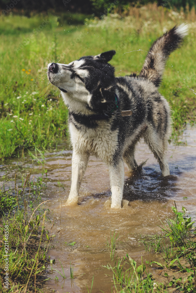 Black and white husky is enjoying, running, hugging in the water, dumb. A sunny day at the lake and in the woods with a dog walk Black and white husky is enjoying, running, hugging in the water, dumb. A sunny day at the lake and in the woods with a dog walk