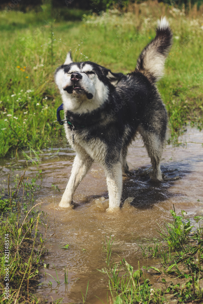 Black and white husky is enjoying, running, hugging in the water, dumb. A sunny day at the lake and in the woods with a dog walk Black and white husky is enjoying, running, hugging in the water, dumb. A sunny day at the lake and in the woods with a dog walk