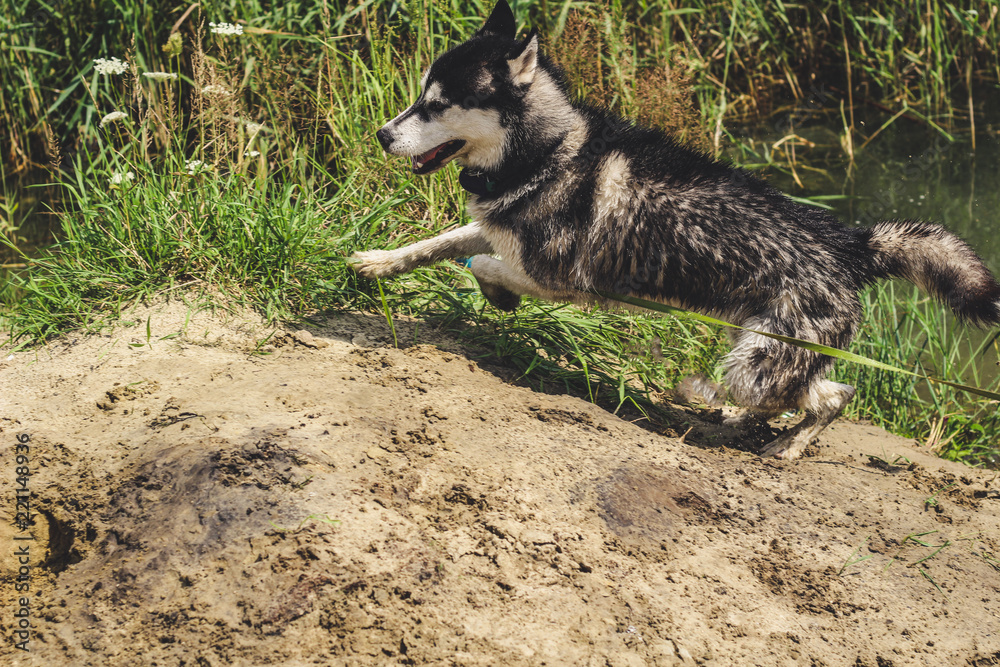 Black and white husky is enjoying, running, hugging in the water, dumb. A sunny day at the lake and in the woods with a dog walk Black and white husky is enjoying, running, hugging in the water, dumb. A sunny day at the lake and in the woods with a dog walk