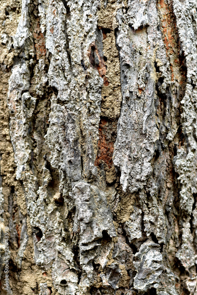 Fototapeta premium close-up texture of bark tree, wood texture for background or wallpaper, natural plant, abstract surface.