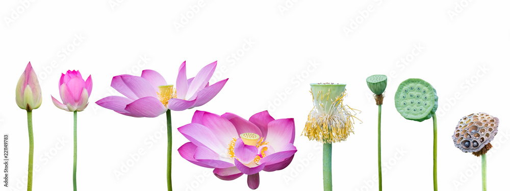 Foto auf Acrylglas mit Lotus-Sammlung auf weiß #221149783