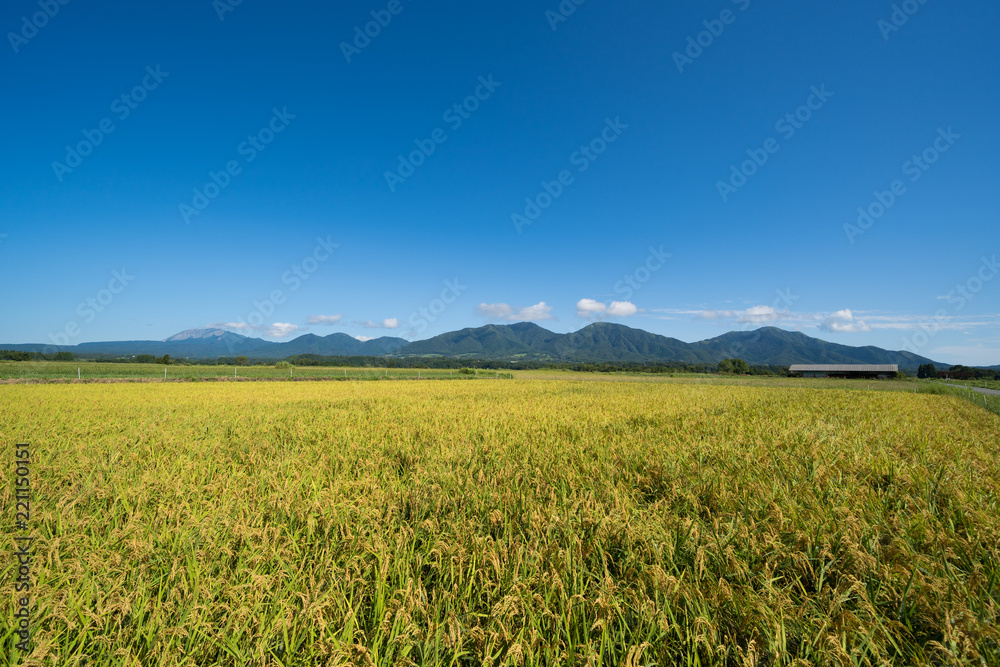 稲と蒜山三座、大山　(岡山県真庭市蒜山地域より撮影)