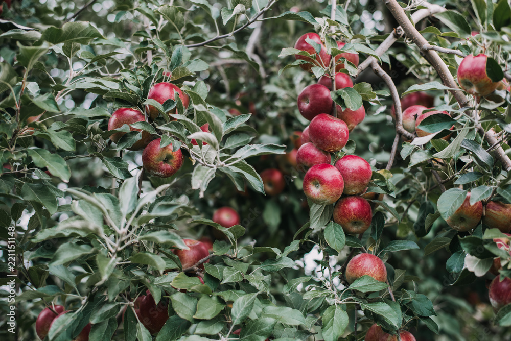 Fototapeta premium Apples from orchard