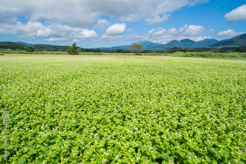 蕎麦の花と蒜山～大山の山並み　(岡山県真庭市蒜山地域より撮影)