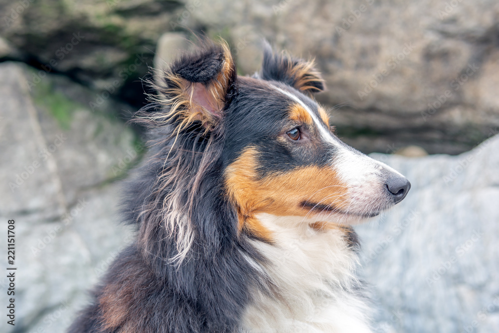 Sheltie Sheltie