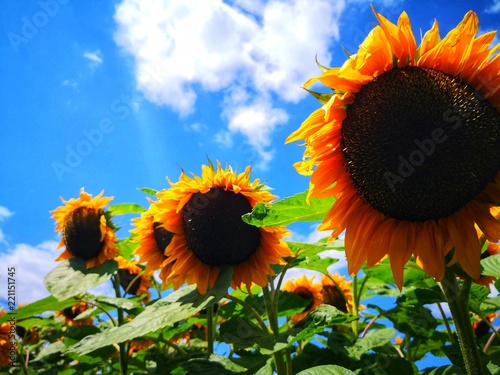 Fototapeta Naklejka Na Ścianę i Meble -  Sonnenblumenfeld unter blauen Himmel