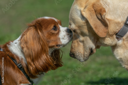 Photography A meeting of two dogs