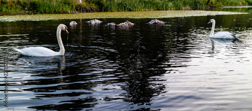 Swans in a river