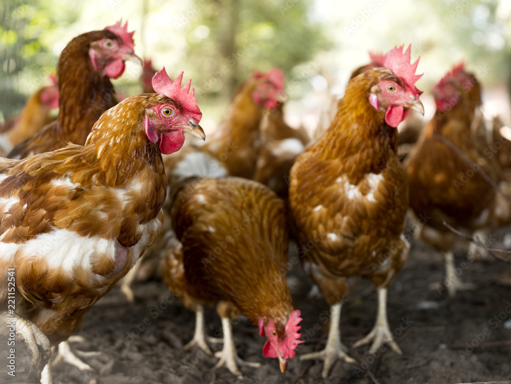 free roaming brown chickens on organic farm in the netherlands near scherpenzeel in the province of utrecht