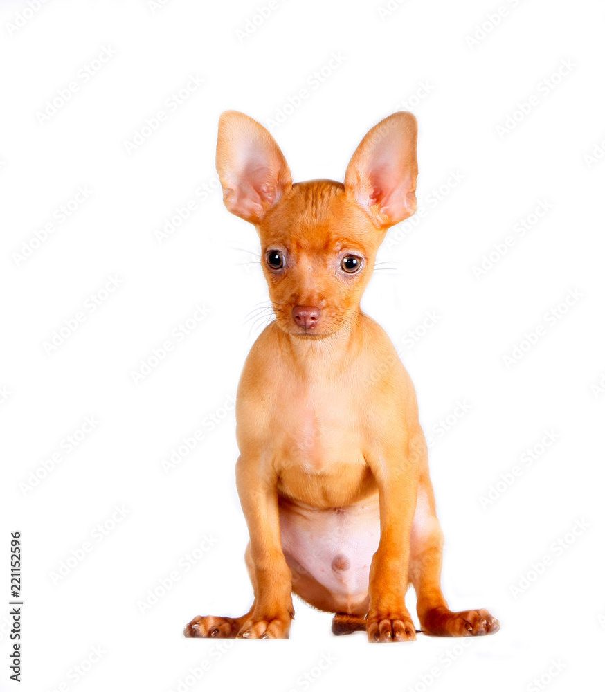 Portrait of puppy on white isolated background. Cute, red, little dog posing in the Studio close-up. Animal sitting. A vertical image. Smooth-Haired Russian Toy. Copy space. Free space for text.