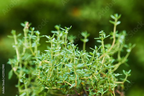 Green fresh thyme plant close up detail