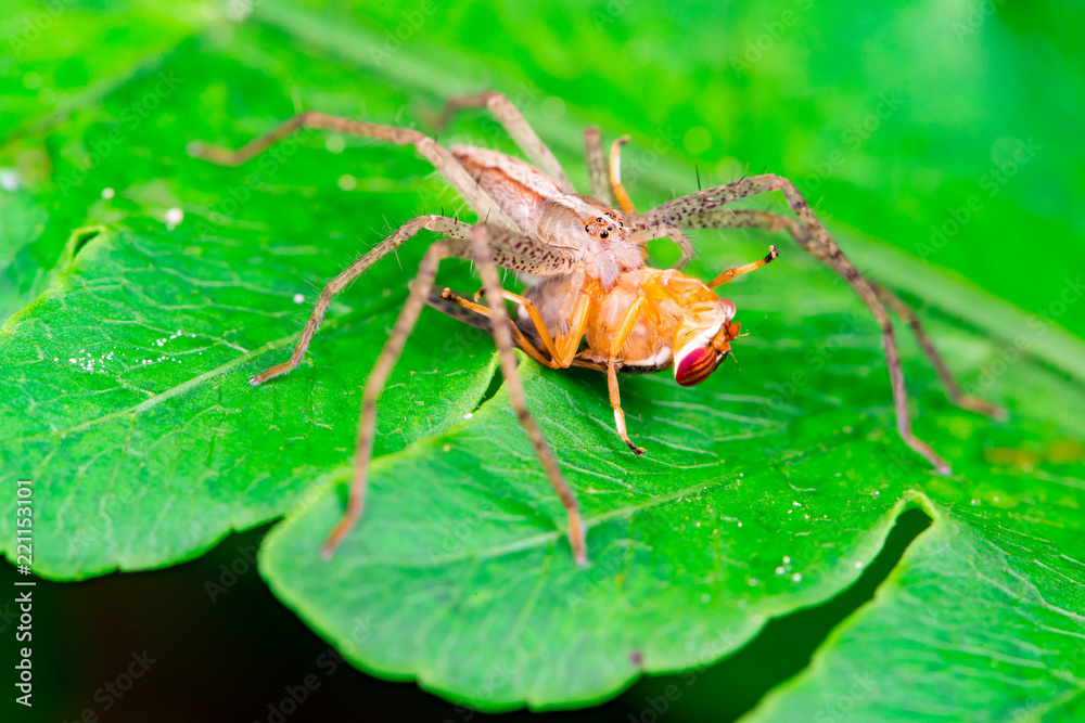 Male Slender Crab spider or small huntsman (Arachnida: Araneae: Philodromidae: Tibellus oblongus) eating a signal fly (Platystomatidae Scholastinae) on a green leaf isolated with black background Male Slender Crab spider or small huntsman (Arachnida: Araneae: Philodromidae: Tibellus oblongus) eating a signal fly (Platystomatidae Scholastinae) on a green leaf isolated with black background