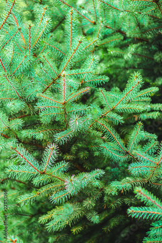 green spruce branches background © solidmaks