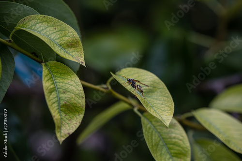 wasp caught on the branch of a tree