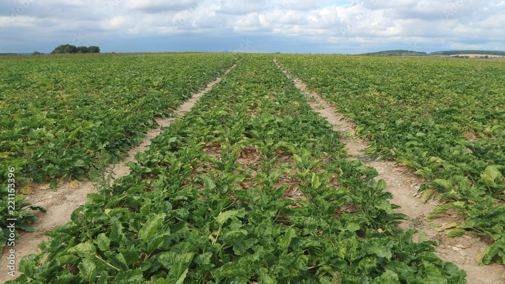 agricultural field of sugar beet before harvesting