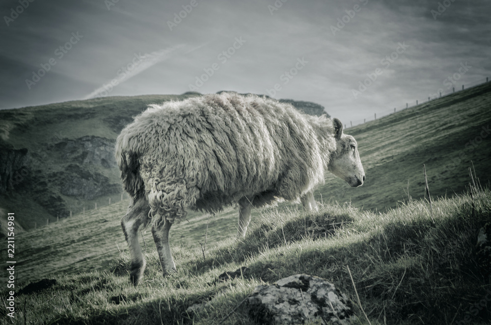 Fototapeta premium sheep