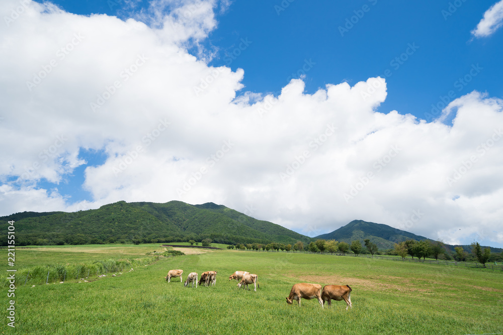 蒜山高原 ジャージー牛のいる牧場(岡山県真庭市蒜山地域) 蒜山高原 ジャージー牛のいる牧場(岡山県真庭市蒜山地域)